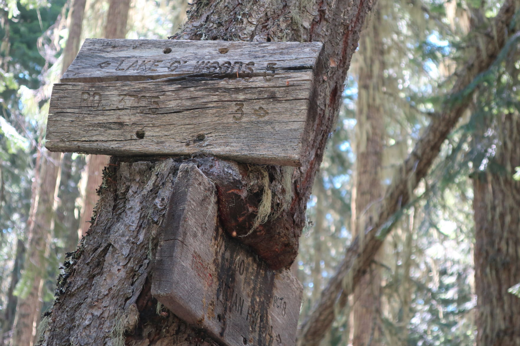 Brown Mountain Trail